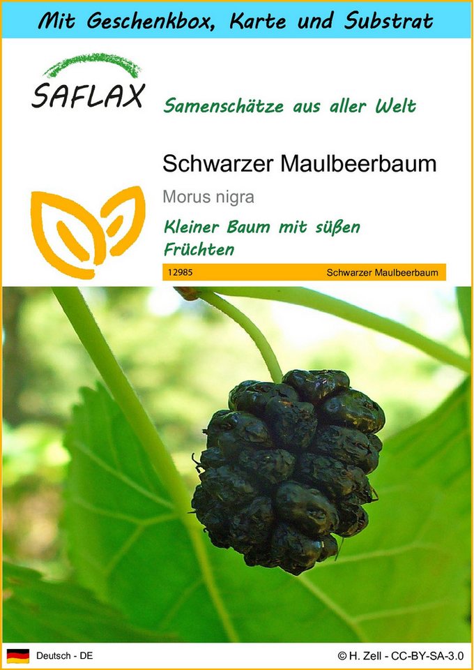 SAFLAX Blumensamen SAFLAX - Geschenkset - Schwarzer Maulbeerbaum von SAFLAX