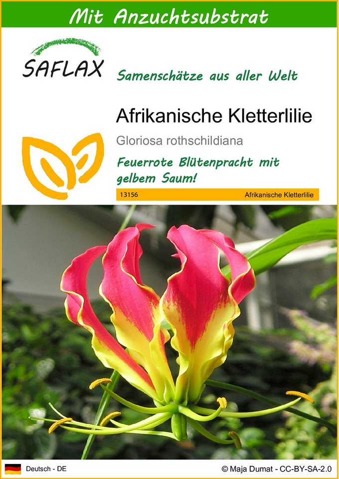 SAFLAX Blumensamen SAFLAX - Mit Substrat - Afrikanische Kletterlilie von SAFLAX