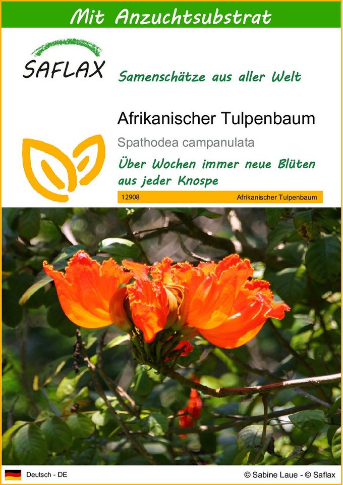 SAFLAX Blumensamen SAFLAX - Mit Substrat - Afrikanischer Tulpenbaum von SAFLAX