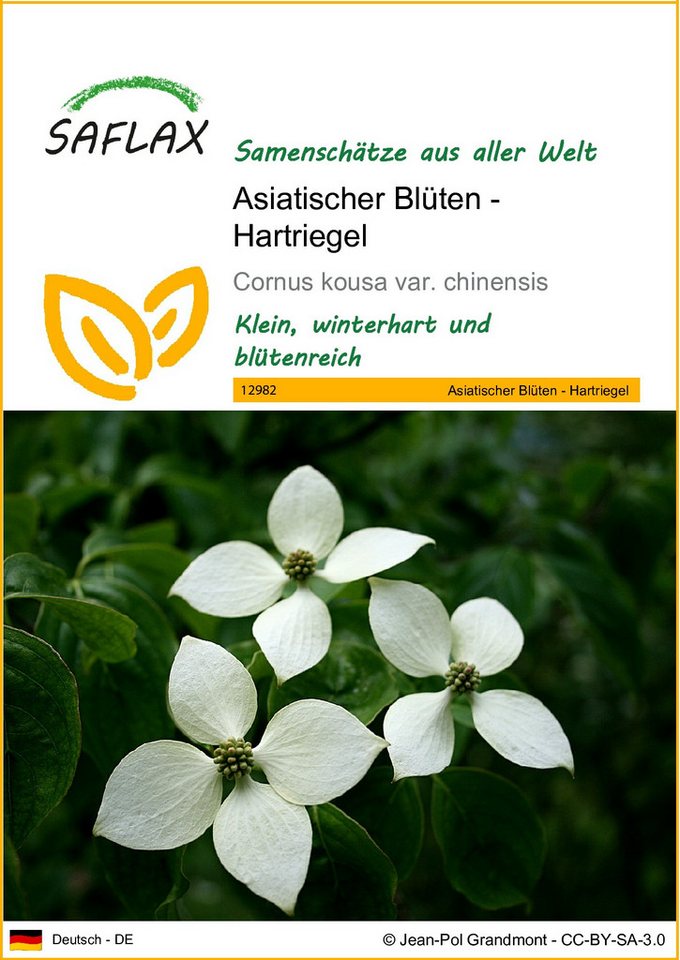 SAFLAX Blumensamen SAFLAX - Samen - Asiatischer Blüten - Hartriegel von SAFLAX