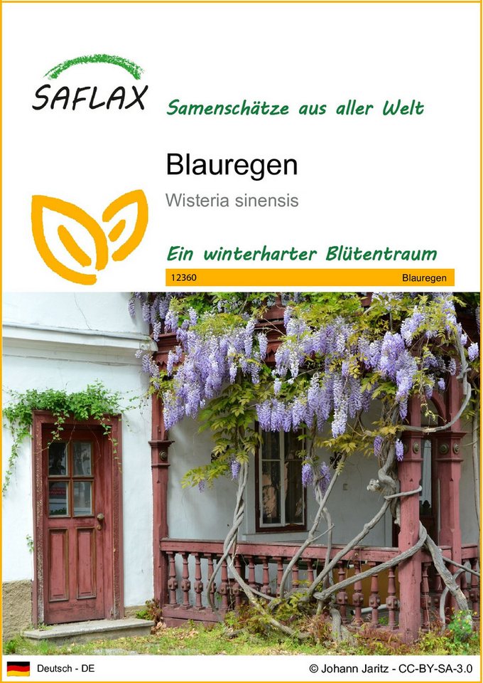 SAFLAX Blumensamen SAFLAX - Samen - Blauregen von SAFLAX