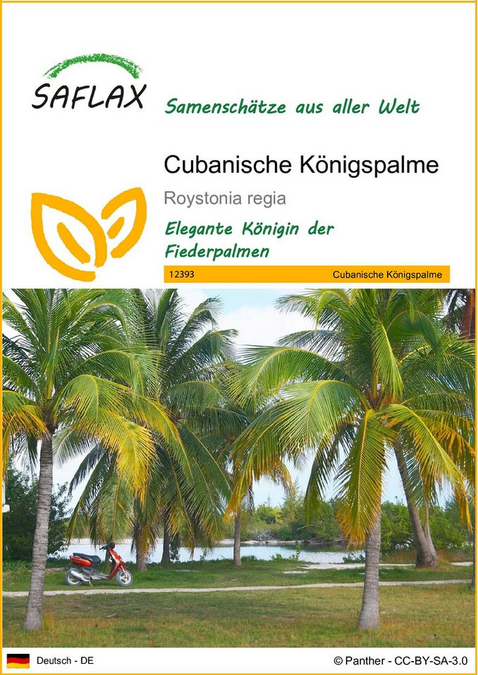 SAFLAX Blumensamen SAFLAX - Samen - Cubanische Königspalme von SAFLAX