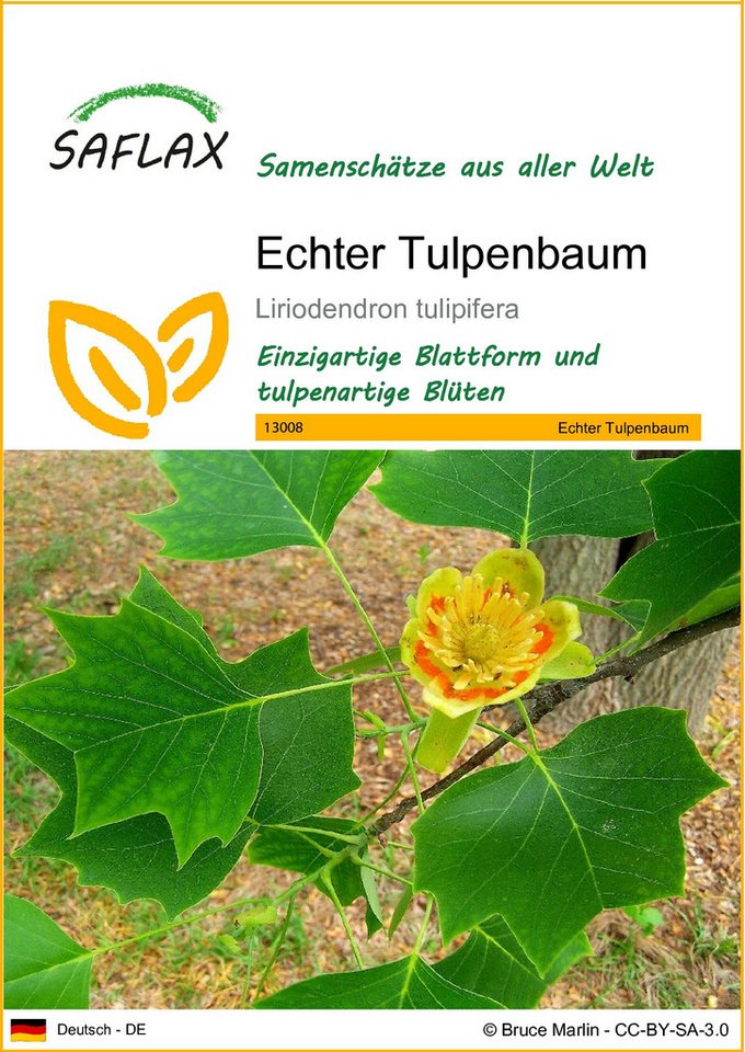 SAFLAX Blumensamen SAFLAX - Samen - Echter Tulpenbaum von SAFLAX