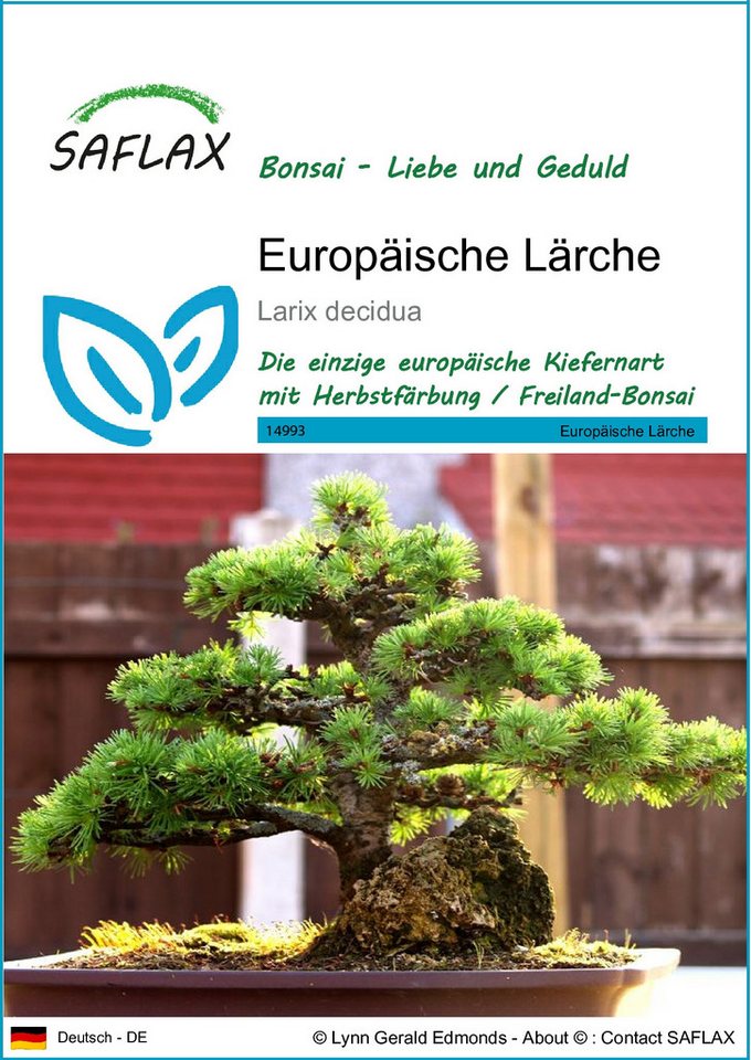 SAFLAX Blumensamen SAFLAX - Samen - Europäische Lärche von SAFLAX