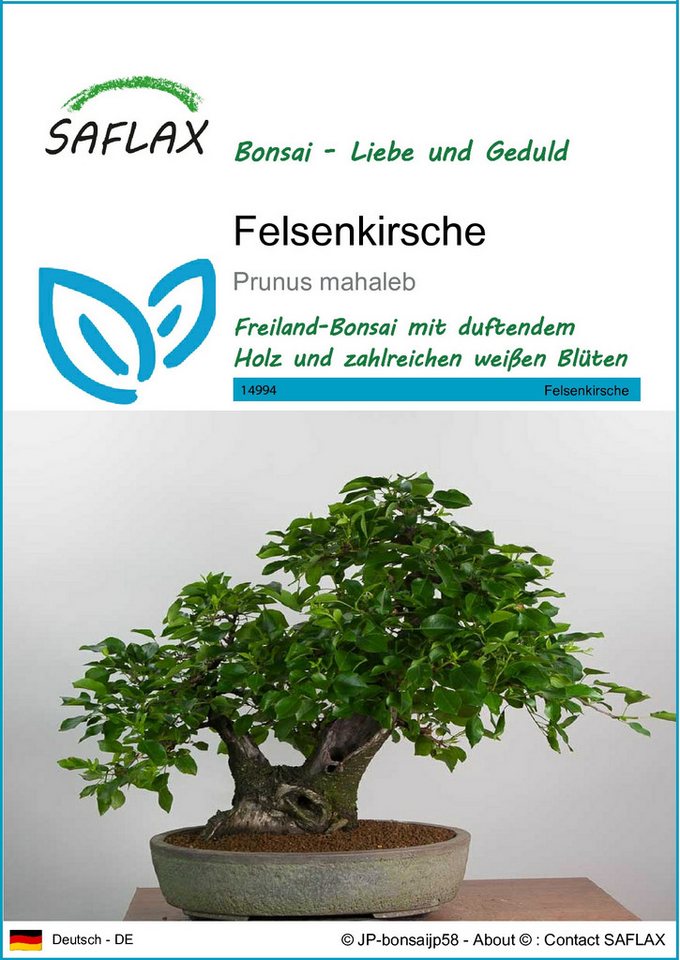 SAFLAX Blumensamen SAFLAX - Samen - Felsenkirsche von SAFLAX