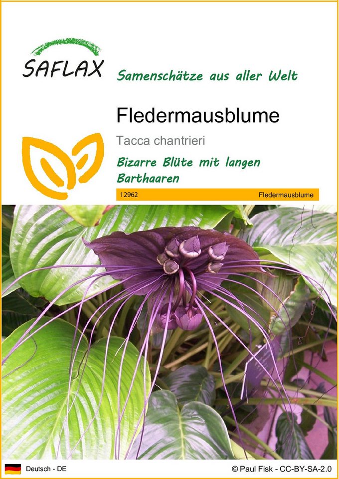 SAFLAX Blumensamen SAFLAX - Samen - Fledermausblume von SAFLAX