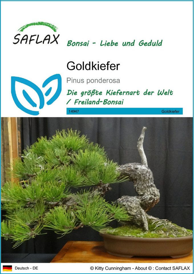 SAFLAX Blumensamen SAFLAX - Samen - Goldkiefer von SAFLAX