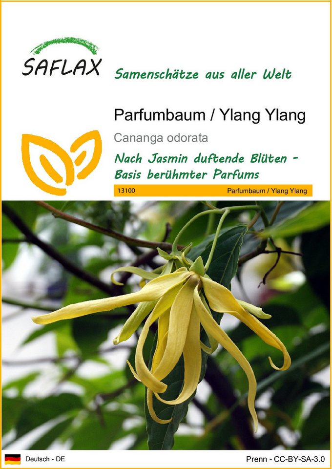 SAFLAX Blumensamen SAFLAX - Samen - Parfumbaum / Ylang Ylang von SAFLAX