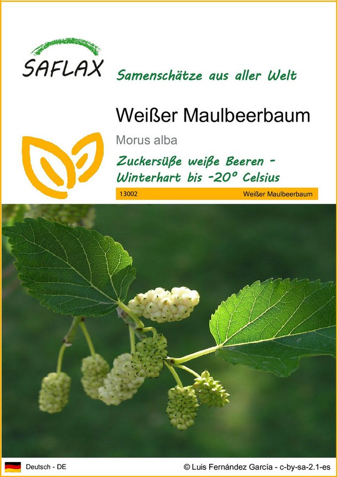 SAFLAX Blumensamen SAFLAX - Samen - Weißer Maulbeerbaum von SAFLAX