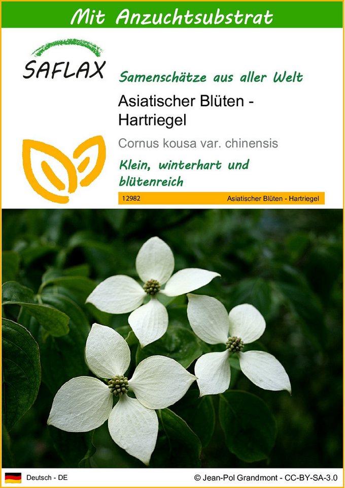 SAFLAX Blumensamen SAFLAX - Samen und Substrat - Asiatischer Blüten - Hartriegel von SAFLAX