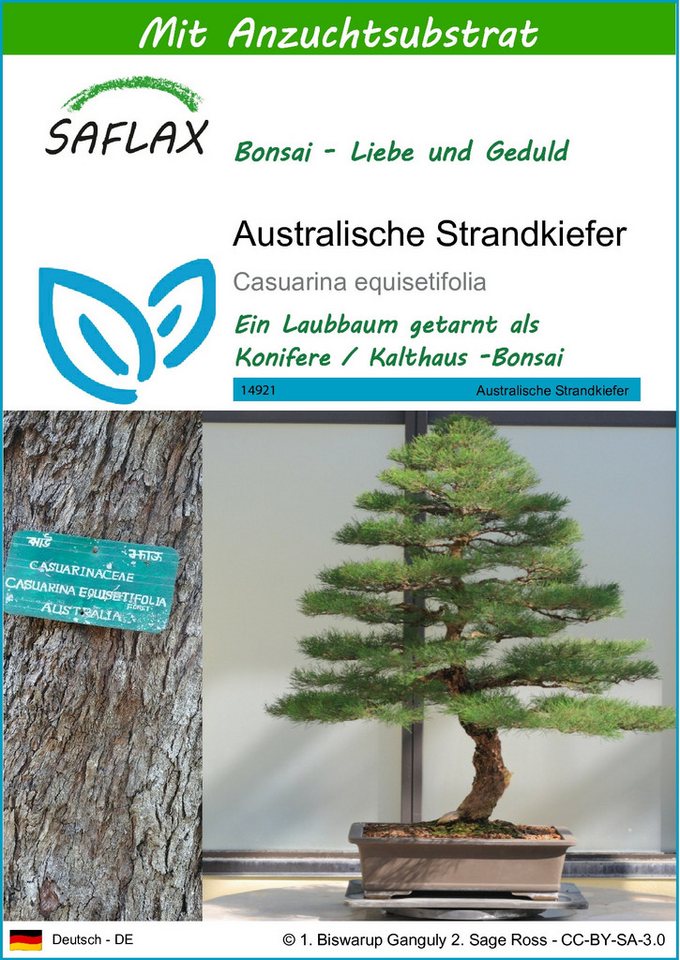 SAFLAX Blumensamen SAFLAX - Samen und Substrat - Australische Strandkiefer von SAFLAX