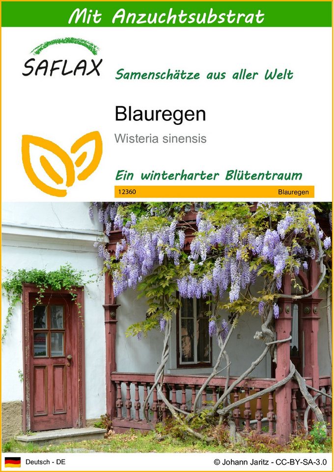 SAFLAX Blumensamen SAFLAX - Samen und Substrat - Blauregen von SAFLAX