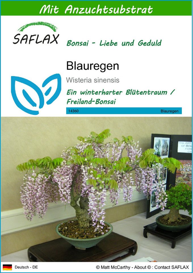 SAFLAX Blumensamen SAFLAX - Samen und Substrat - Blauregen von SAFLAX