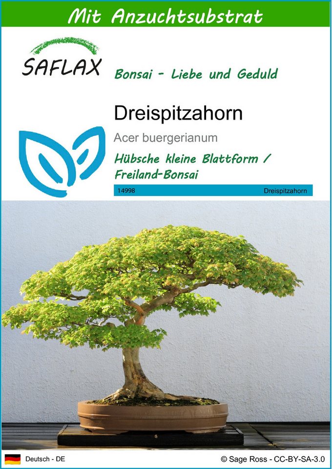 SAFLAX Blumensamen SAFLAX - Samen und Substrat - Dreispitzahorn von SAFLAX