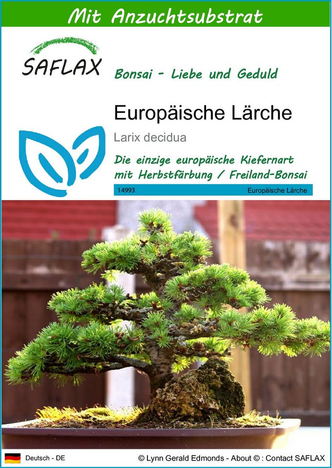 SAFLAX Blumensamen SAFLAX - Samen und Substrat - Europäische Lärche von SAFLAX