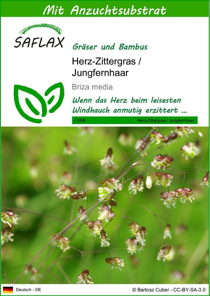 SAFLAX Blumensamen SAFLAX - Samen und Substrat - Herz-Zittergras / Jungfernhaar von SAFLAX