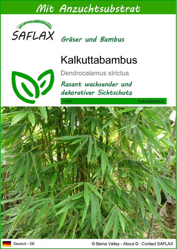 SAFLAX Blumensamen SAFLAX - Samen und Substrat - Kalkuttabambus von SAFLAX