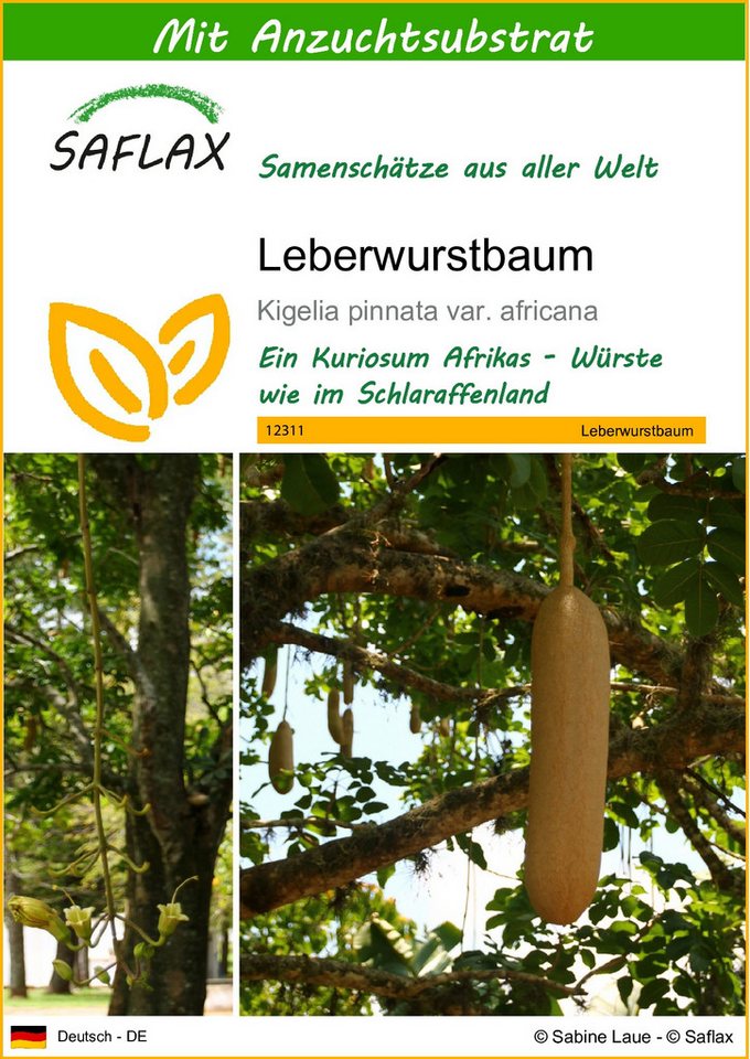SAFLAX Blumensamen SAFLAX - Samen und Substrat - Leberwurstbaum von SAFLAX