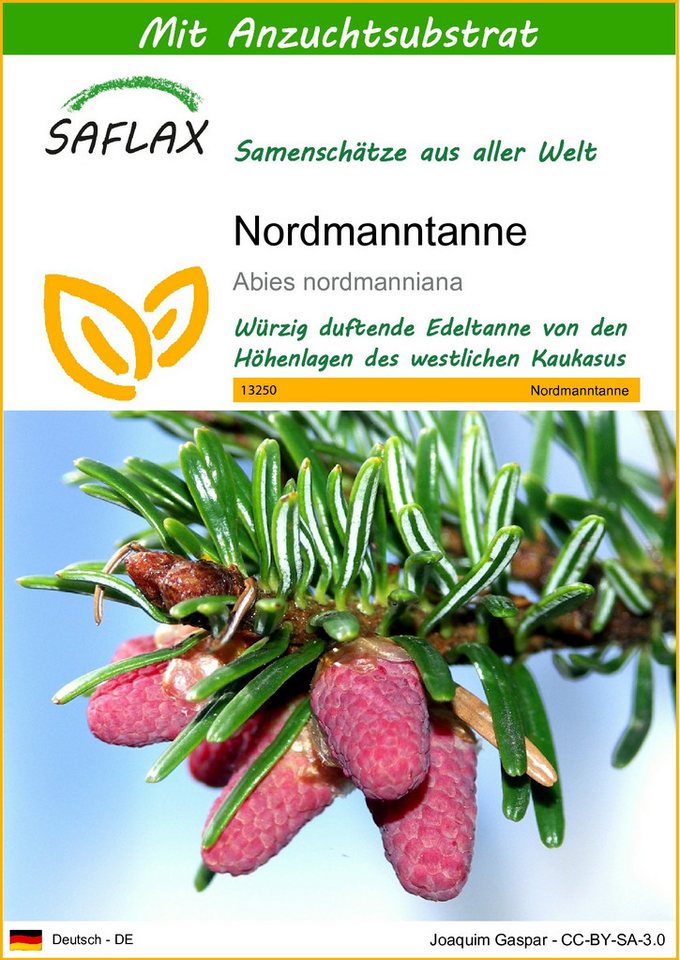 SAFLAX Blumensamen SAFLAX - Samen und Substrat - Nordmanntanne von SAFLAX