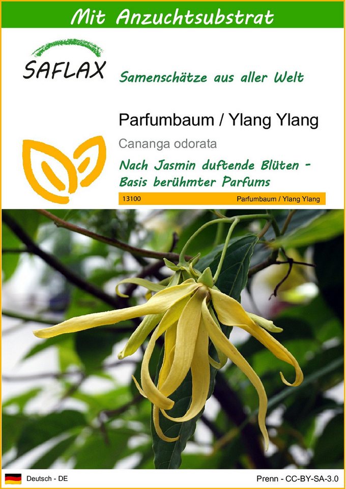 SAFLAX Blumensamen SAFLAX - Samen und Substrat - Parfumbaum / Ylang Ylang von SAFLAX