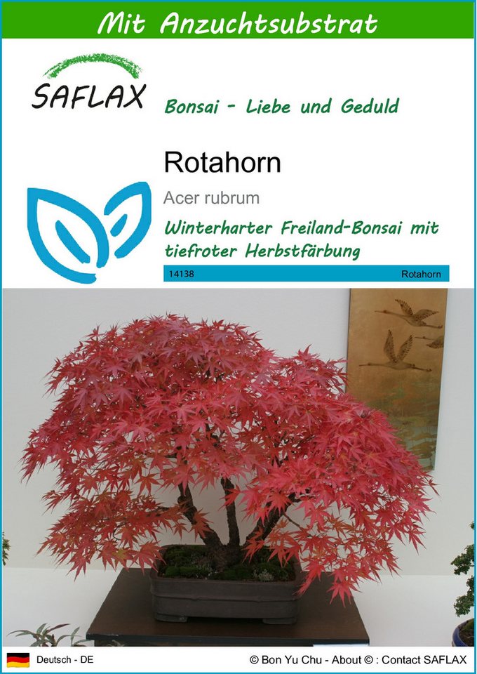 SAFLAX Blumensamen SAFLAX - Samen und Substrat - Rotahorn von SAFLAX