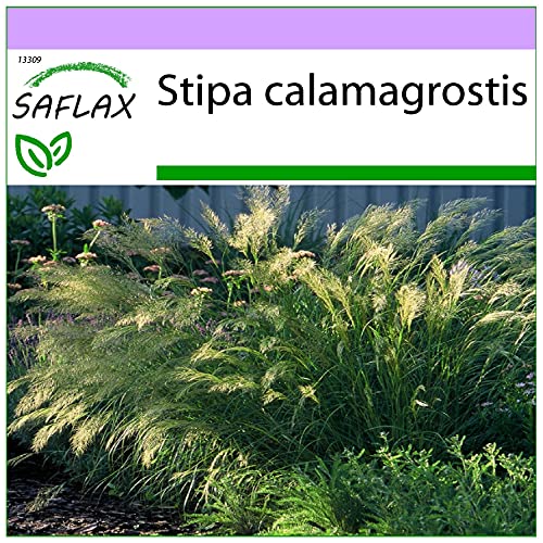 SAFLAX - Gräser-Bambus-Kamelhaar-Gras/Silber-Ährengras - 50 Samen - Stipa calamagrostis von Saflax
