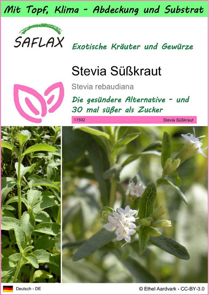 SAFLAX Kräutersamen SAFLAX - Garden to go - Stevia Süßkraut von SAFLAX