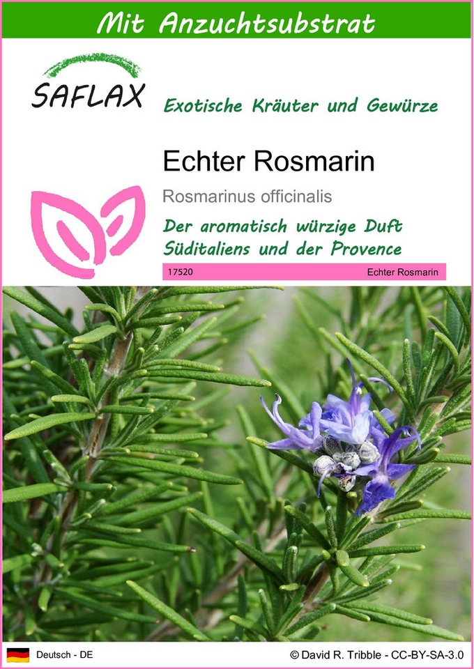SAFLAX Kräutersamen SAFLAX - Samen und Substrat - Echter Rosmarin von SAFLAX
