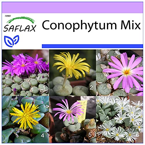 SAFLAX - Sukkulenten - Blühende Steine/Conophytum Mix - 40 Samen - Conophytum Mix von Saflax