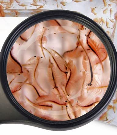 Mini Artemia- Mini Size Nauplien 10 x 45 ml frisch geschlüpftes kleinst Futter auch für Aufzucht Fischfutter SAHAWA Lebendfutter von SAHAWA