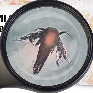 Fischfutter SAHAWA Lebendfutter Jungfischfutter 5X 90 ml Mini Artemia- Nauplien frisch geschlüpftes klein Futter Fischfutter SAHAWA Lebendfutter Jungfischfutter 5X 90 ml Mini Artemia- Nauplien frisch geschlüpftes klein Futter von SAHAWA