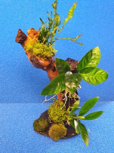 Garnelenbäumchen 20-25 cm, Mangrovenwurzel (Mopani) Tropica Aquarium Wasserpflanzen+ 2 Mooskugeln Gratis von Sahawa