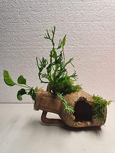 Garnelenbäumchen Polyresin Kunstharz Deko bepflanzt mit echten Wasserpflanzen von Tropica Anubia,Moos und Farn Aquarium Deko (Amphore 2 Henkel) von Sahawa