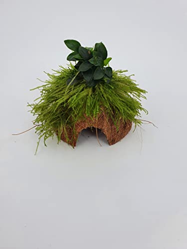 Kokoshöhle mit Anubia +Moos, Aquarium Höhle Bonsai Unterschlupf Brutstätte für Fische Aquarium Garnelenbäumchen, ca. 15x 10 cm bepflanzt mit echten Tropica Wasserpflanzen von Sahawa