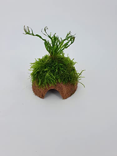 Kokos-Höhle mit Windelow Farn +Moos, für Fische Aquarium Garnelenbäumchen, ca. 15x 10 cm bepflanzt mit echten Tropica Wasserpflanzen von SAHAWA