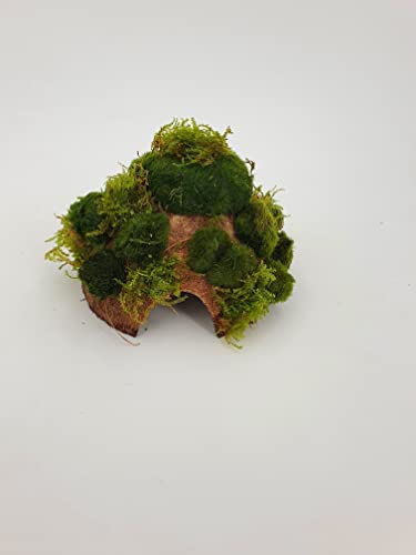 Kokoshöhle mit kleine Mooskugeln +Moos, Aquarium Höhle Bonsai Unterschlupf Brutstätte für Fische Aquarium Garnelenbäumchen, ca. 15x 10 cm bepflanzt mit echten Tropica Wasserpflanzen von Sahawa