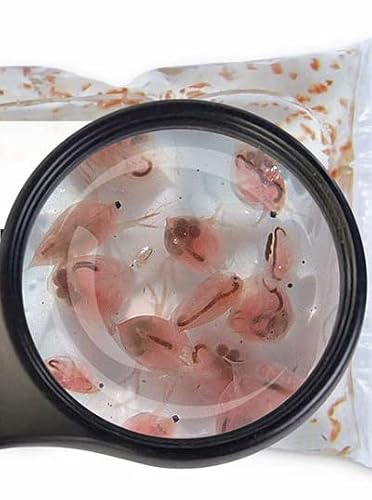 Lebendfutter SAHAWA Fischfutter Verschiedene Sorten zur Auswahl 45ml oder 90 ml Lebendfutter SAHAWA (Daphnien 90ml) von SAHAWA