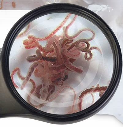 Lebendfutter Fischfutter Verschiedene Sorten zur Auswahl 45ml oder 90 ml Beutel von SAHAWA (Tubifex 45ml) von SAHAWA