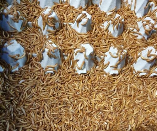 Mehlwürmer 250g im Netz SAHAWA Lebendfutter Vogelfutter Igelfutter Reptilien Mehlwürmer 250g im Netz SAHAWA Lebendfutter Vogelfutter Igelfutter Reptilien von SAHAWA