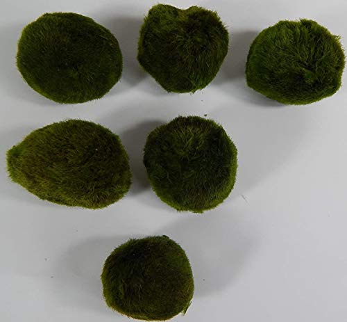 Mooskugeln im Set 5 Stk. in ca. 3-5 cm, Naturfilter Aquarium Cladophora aegagropila + 1 Nano Mooskugel von Sahawa