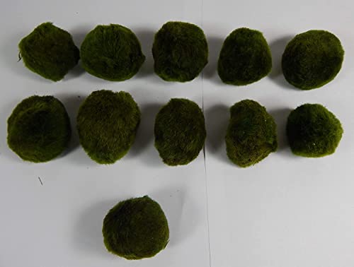 SAHAWA 10 STK. Mooskugeln 4-6cm+1x Nano 2-4 cm gratis, Aquarium- Pflanzen, für Mangrovenwurzeln von SAHAWA