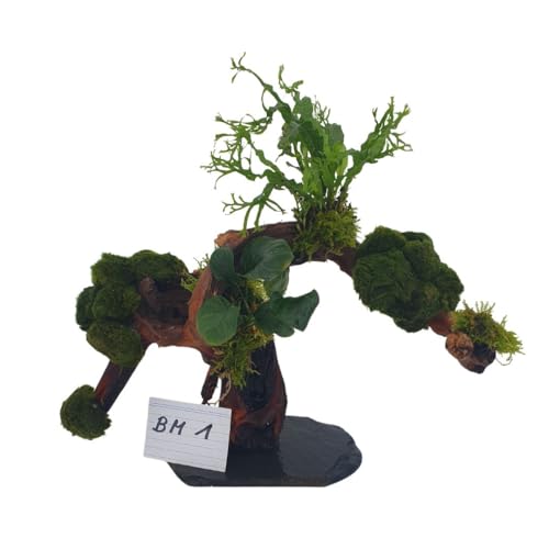 SAHAWA Aqua Bonsai – Garnelenbaum bepflanzt mit echten Wasserpflanzen, Mopani, Mangrove auf Schieferplatte, Naturgetreues Aquascaping-Deko-Set, inklusive 2 Mooskugeln (Wurzelbäumchen BM 1) von SAHAWA