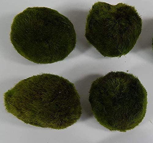 SAHAWA Mooskugel ca 3-5cm,Mooskugeln,Moosball 3+1 Gratis Wasserpflanzen,Aquarium-Deko von SAHAWA