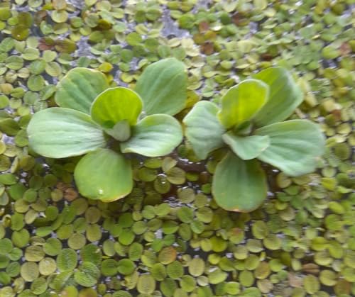 SCHWIMMPFLANZEN SET XXL SAHAWA - Muschelblume - Schwimmfarn - Anti Algen - Teichpflanzen - Wasserpflanzen - 2 große Muschelblumen ca.10-15cm und eine Portion Schwimmfarn (15 Einzelpflanzen) von SAHAWA