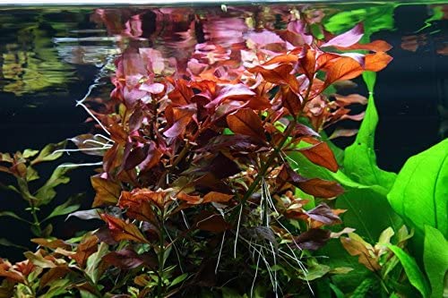 Sahawa Aquarium Pflanze Ludwigia repens 'Rubin Nr.033D Wasserpflanzen Aquarium Aquariumpflanzen von Tropica von Sahawa