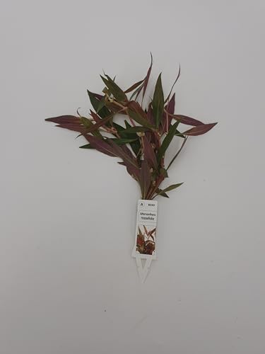 Wasserpflanzen Aquarium 1 schöne volle Bundpflanze wählen Sie selbst + 2 kleine Mooskugeln 1-2 cm (Alternanthera "Rosaefolia") von SAHAWA