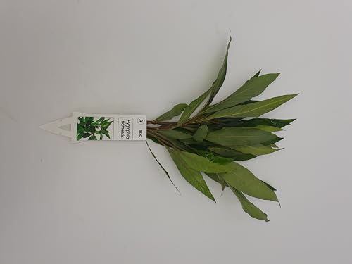 Wasserpflanzen Aquarium 1 schöne volle Bundpflanze wählen Sie selbst + 2 kleine Mooskugeln 1-2 cm (Hygrophila siamensis) von SAHAWA