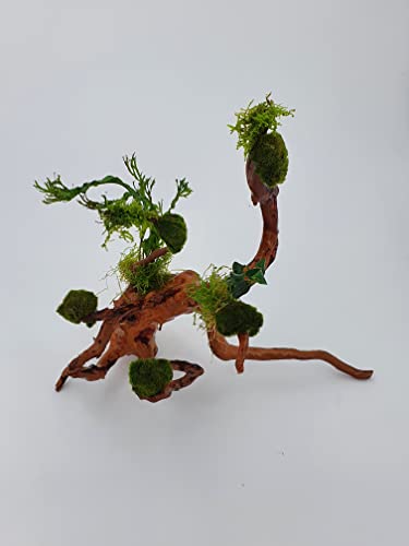 Wurzel für Aquarium Garnelenbäumchen Wüstenwurzel Aquarium Wurzel Bonsai ca. 15-20 cm Mangrove (Wüstenwurzel) bepflanzt Wurzel mit Wasserpflanzen (versch.) Abbildung ähnlich von Sahawa