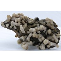 Andradite Garnets, Calcit & Olmiite Cluster, N'chwaning Ii, Südafrika von SAMineralShop