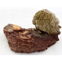 Chocolate Olmiite On Matrix, N'chwaning Ii, Südafrika von SAMineralShop